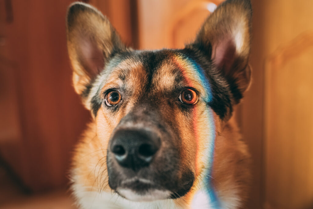 Hörakustik welsch Hund Gehör Hörakustik welsch Hund Gehör