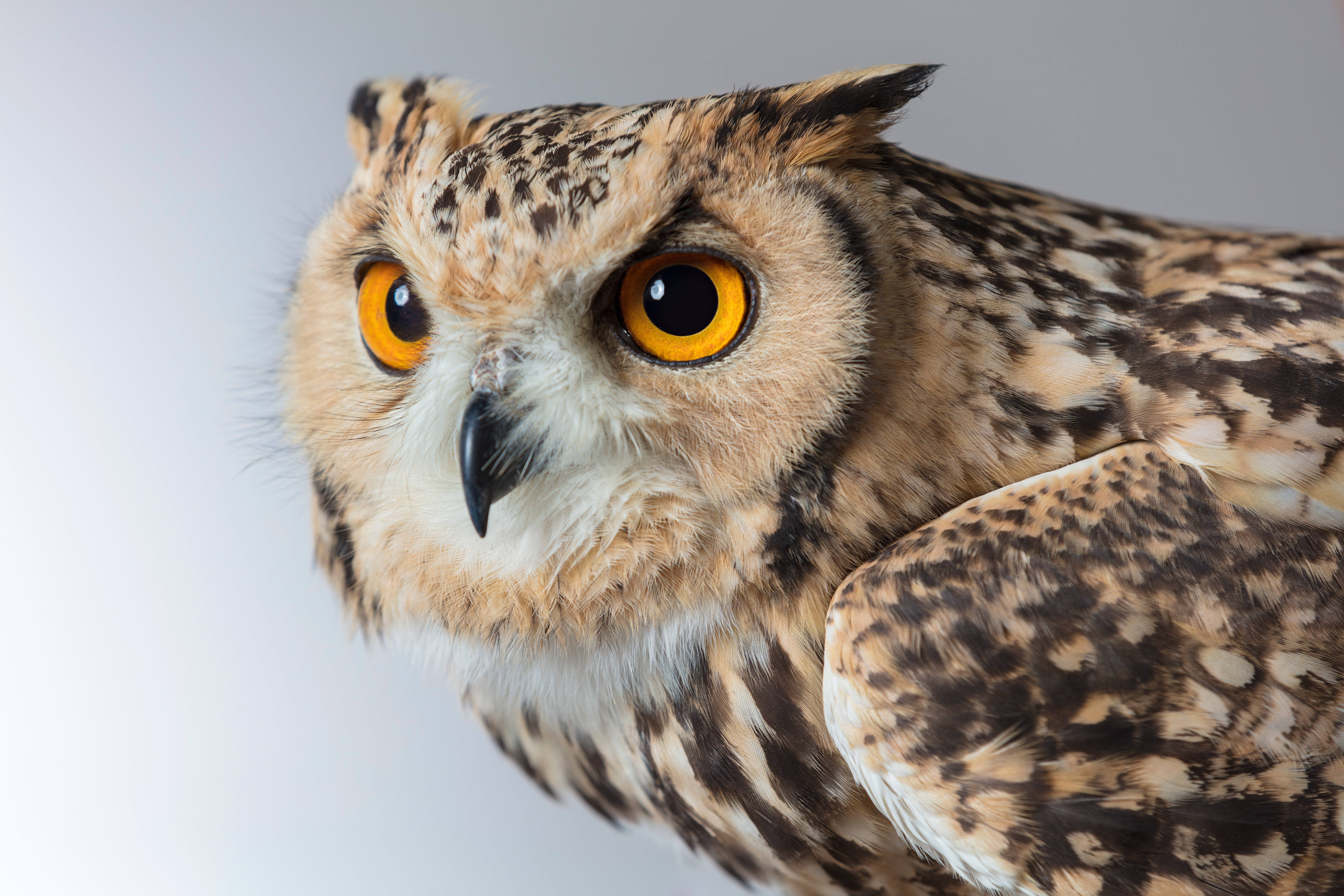 Hörakustik Welsch Eulen  Gehör