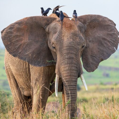 Hörakustik Welsch 
Elefanten Ohren